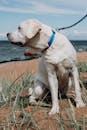 一只拉布拉多猎犬被拴着皮带，坐在风景优美的海滩上，身后海浪起伏
