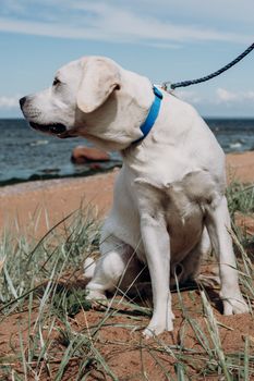 一只拉布拉多猎犬被拴着皮带，坐在风景优美的海滩上，身后海浪起伏