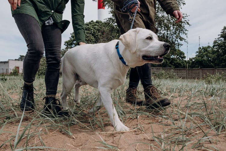 Labrador Retriever Walking On Grass Filed