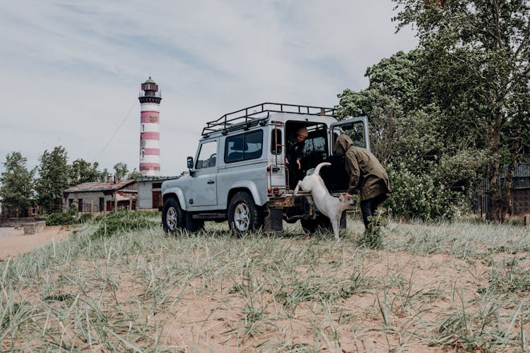 Dog Coming Out Of A Vehicle