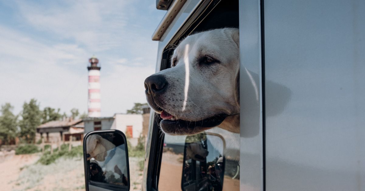 Voyage avec Animaux : Assurer leur Bien-Être