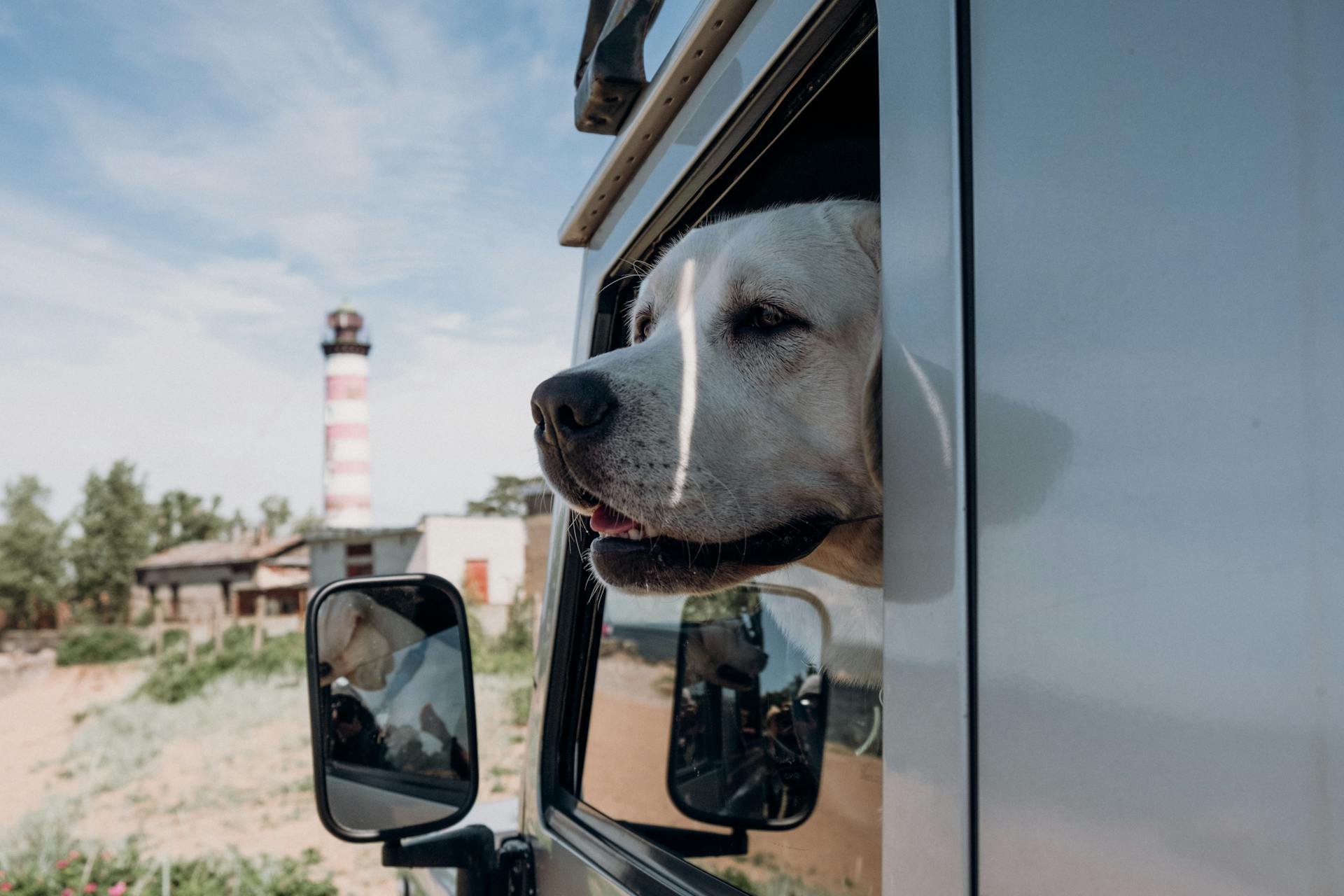 Muzzle of cute dog with open mouth peeking out of transport parked under cloudy sky