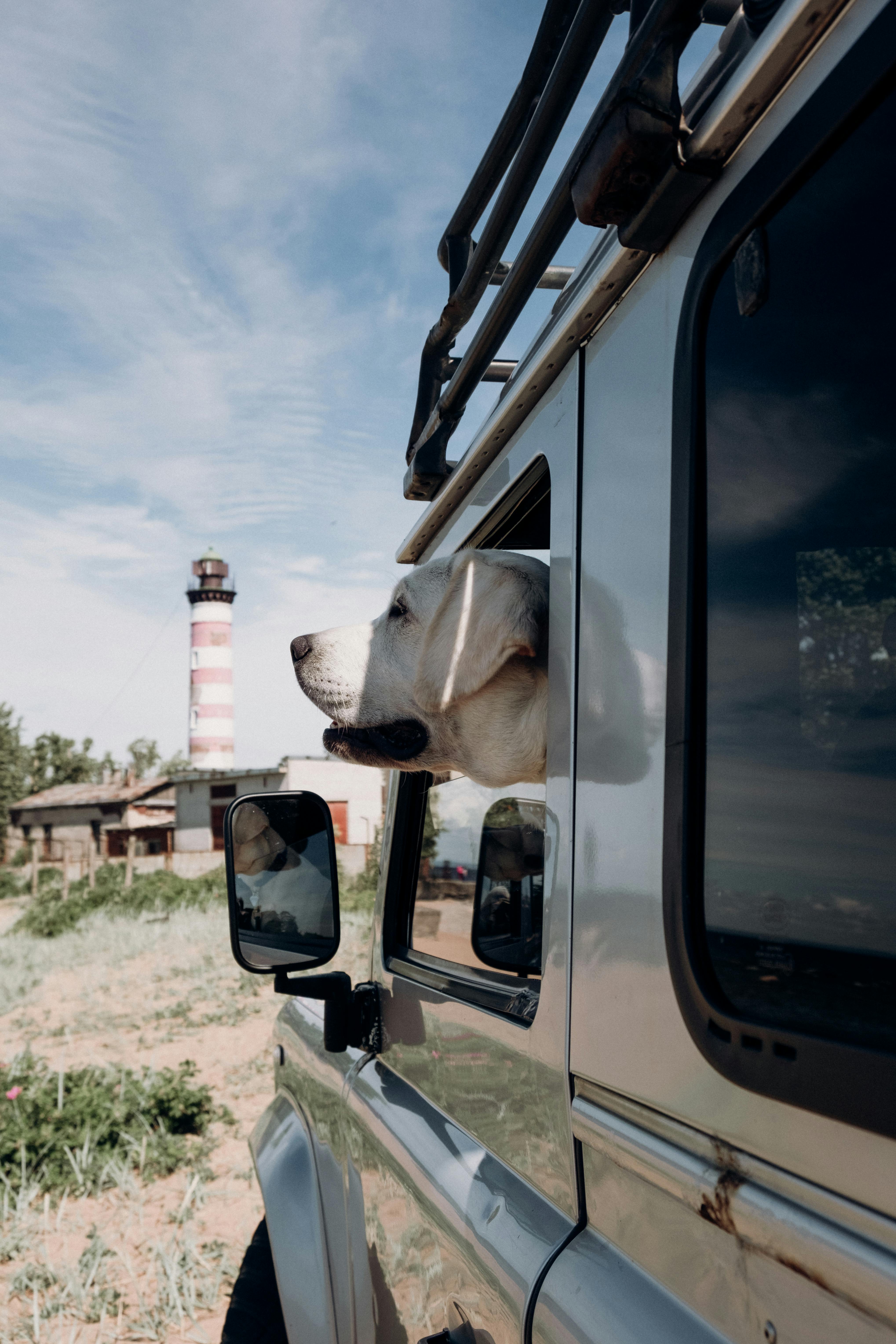 一只拉布拉多猎犬从车窗探出头，在灯塔附近欣赏沿途优美的风景