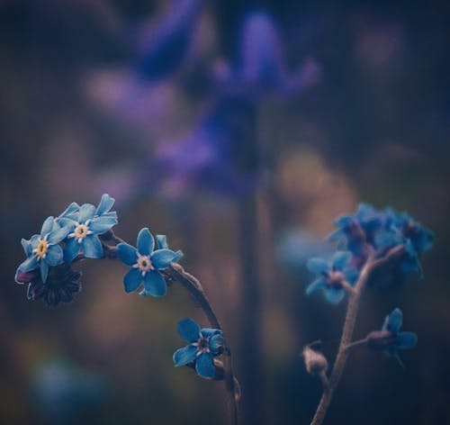 Wood Forget-me-not in Close-up Photography