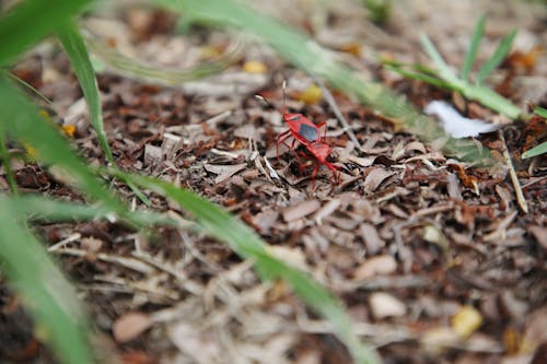 Immagine gratuita di colore autunnale, insetti punteggiati neri, insetti rossi