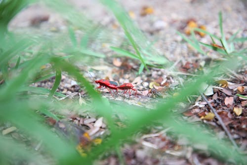Fotos de stock gratuitas de articulaciones de insectos rojos, cerrar insectos, insectos