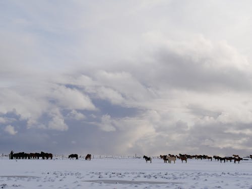 Free stock photo of chevaux, hiver, islande