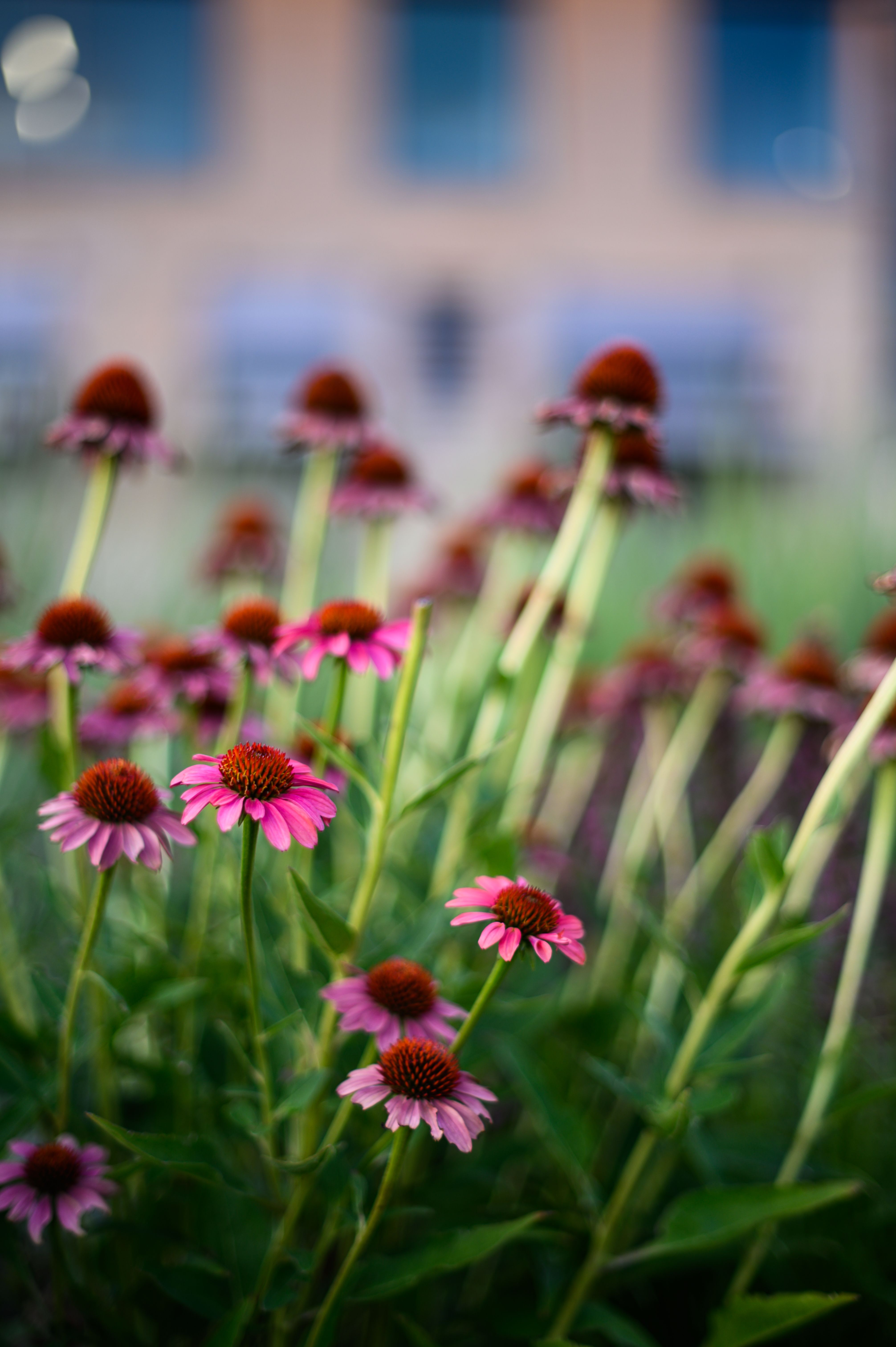 [ColoSach]-tender-unusual-pink-daisies-blossoming-on-green-lush-lawn-against-blurred-residential-building-on-summer-day