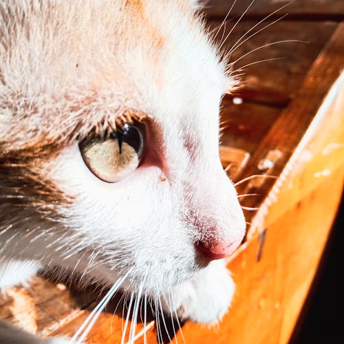 güzel göz, kapatmak, kedi içeren Ücretsiz stok fotoğraf