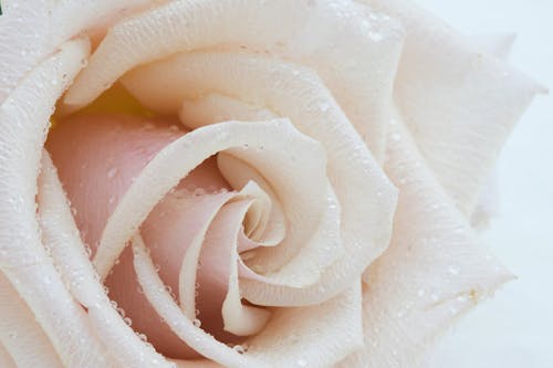 Bezpłatne Darmowe zdjęcie z galerii z biała róża, krople wody, kwiat Zdjęcie z galerii
