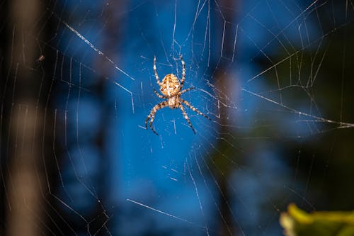 Close-Up Shot of a Spider on a Web