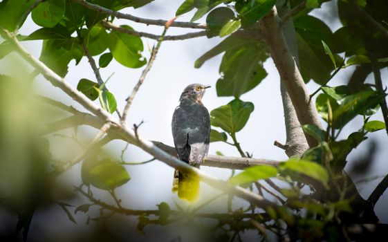 Cute cuckoo on branch of tree with fresh verdant leaves in sunny park in summer