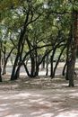 Sunny park with trees covered with fresh green leaves and narrow shady path