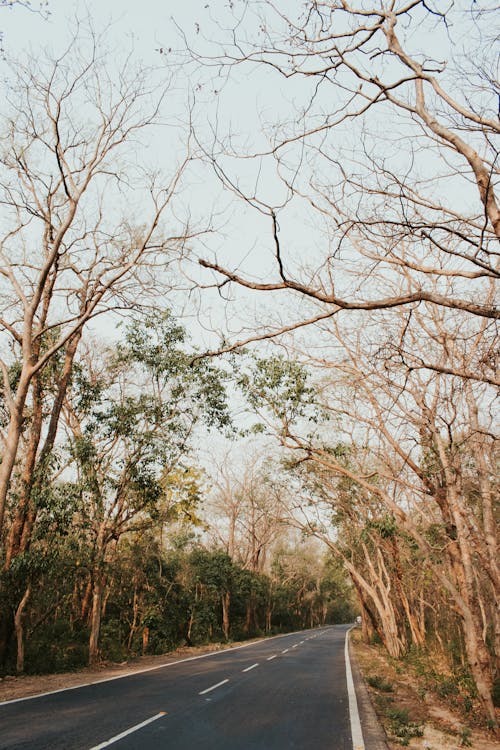 Ilmainen kuvapankkikuva tunnisteilla puut, pystysuuntainen laukaus, tyhjä tie