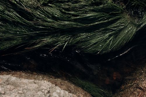 Free A serene view of lush green grass weaving over rocks by a flowing stream. Stock Photo