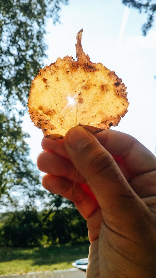 Person Holding Yellow Leaf