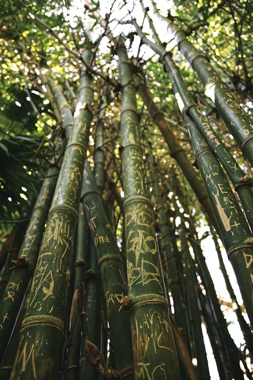 Close Up Shot of Bamboo Plants