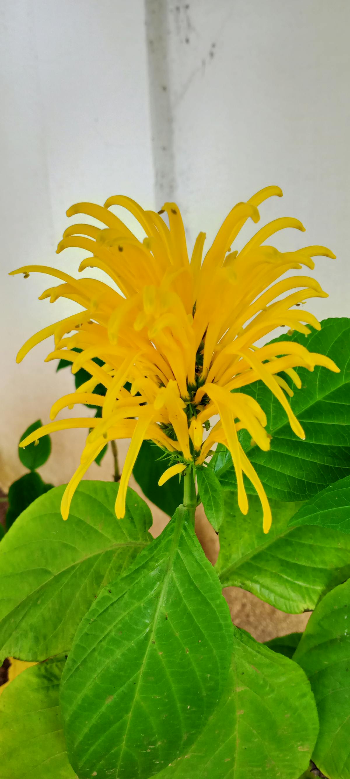Person taking a food photo for social media with a smartphone above a healthy meal