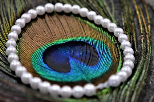A Pearl Accessory on a Peacock Feather