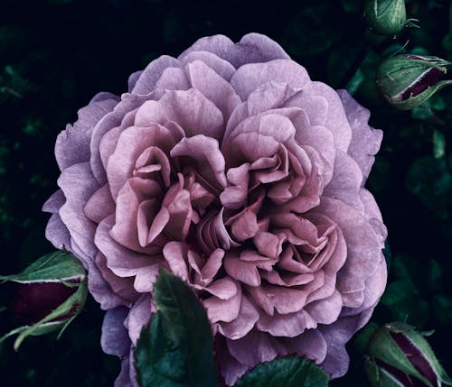 Gratis Fotos de stock gratuitas de cabeza de flor, de cerca, lila Foto de stock