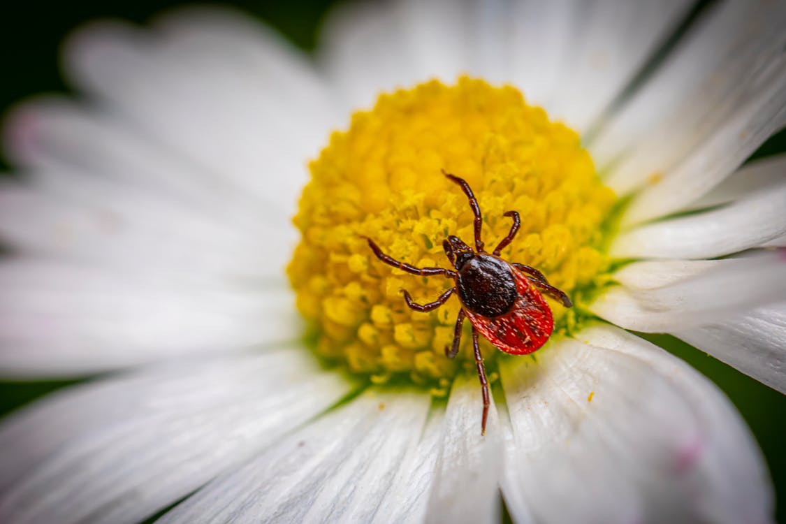 A Parasitic Arachnid on a Flower
