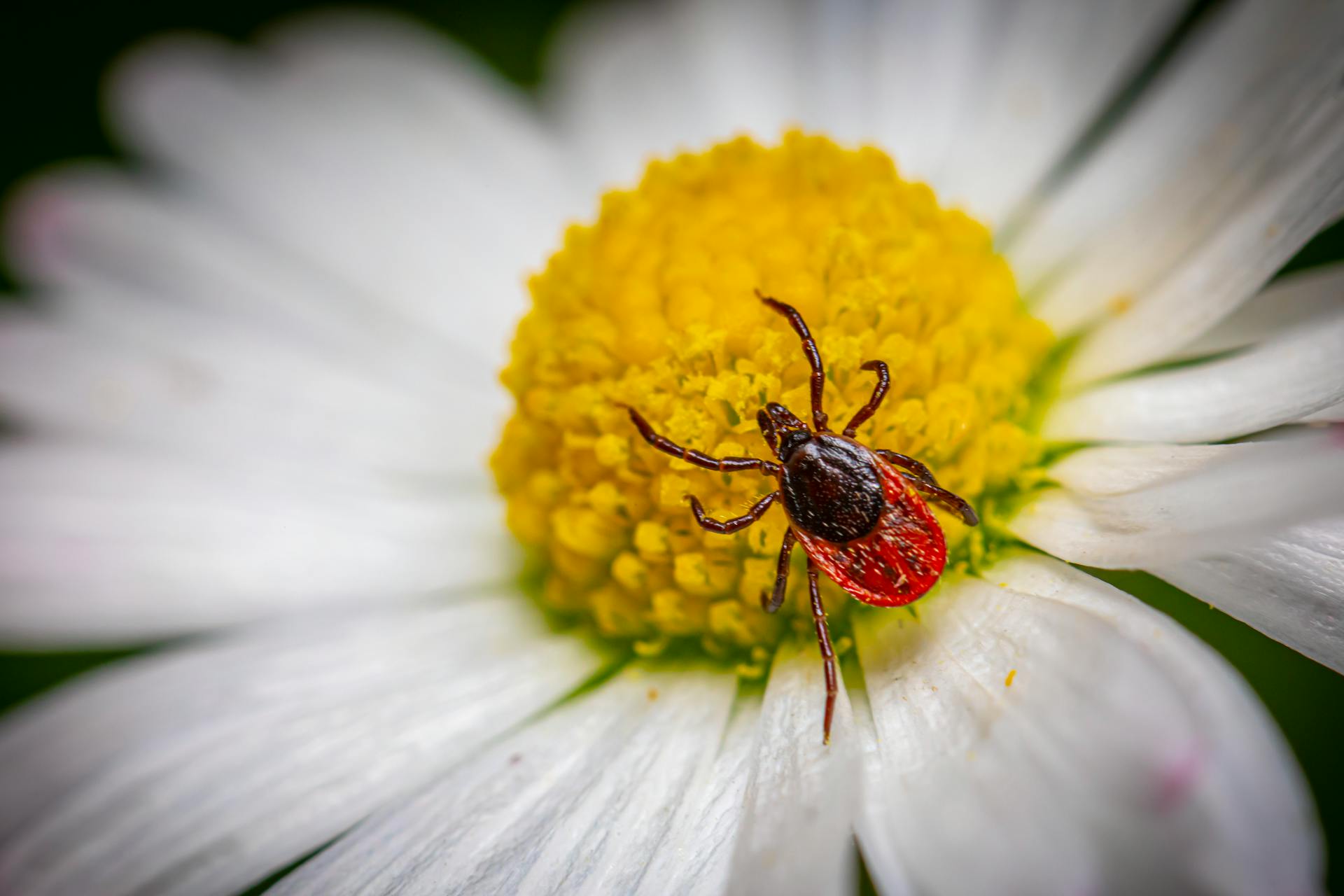 A Parasitic Arachnid on a Flower