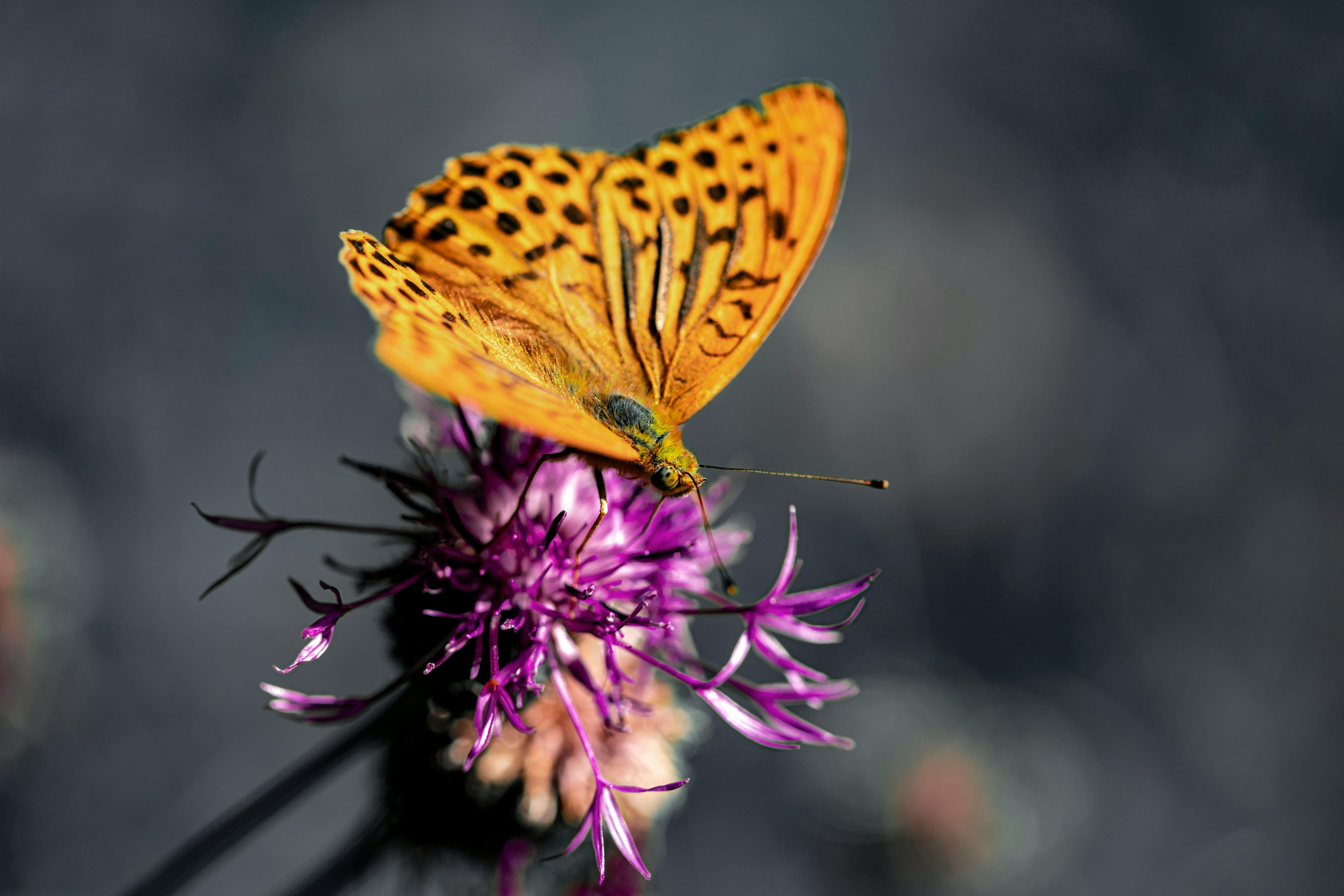 Yellow butterfly wallpaper HD wallpapers free download  Wallpaperbetter