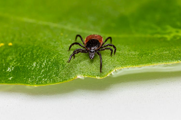 A Deer Tick On A Leaf