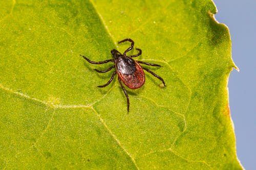 Free A Deer Tick Crawling on Green Leaf Stock Photo
