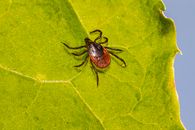 A Deer Tick Crawling on Green Leaf