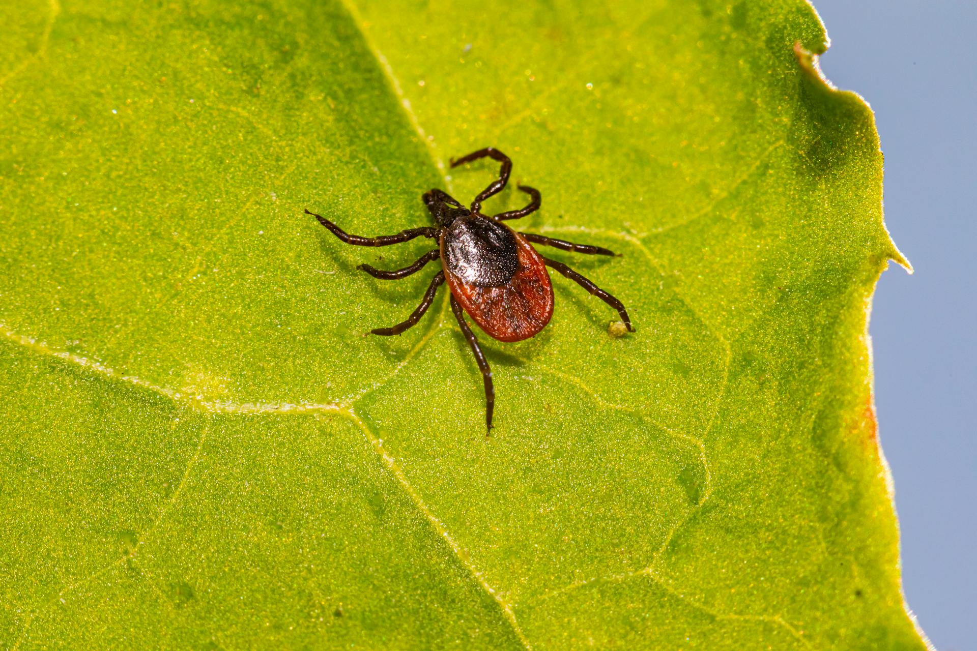 A Deer Tick Crawling on Green Leaf