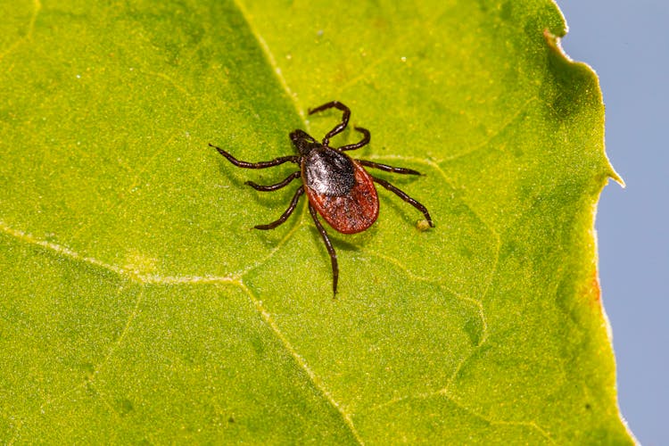 A Deer Tick Crawling On Green Leaf