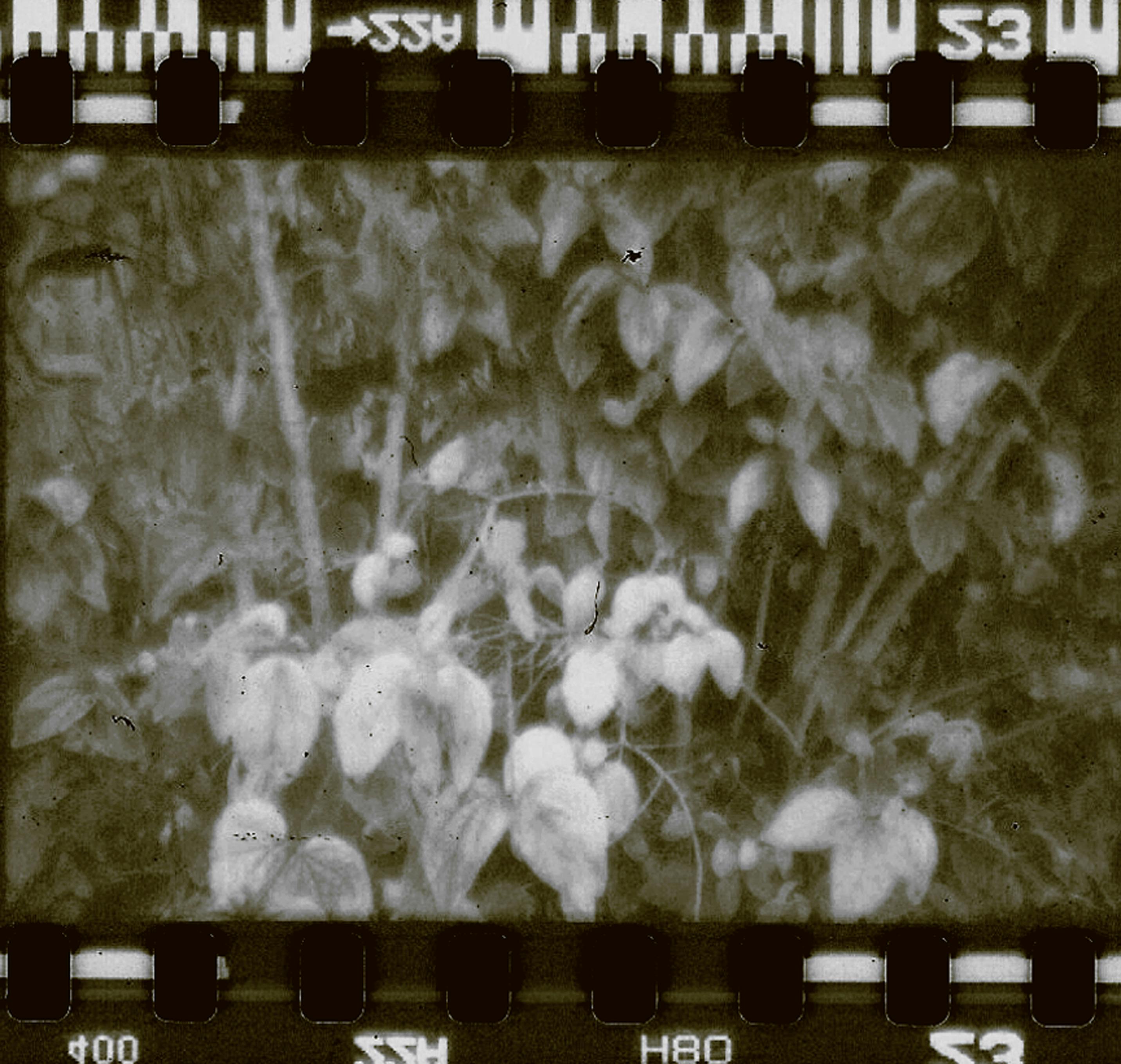 Black and white film negative depicting a plant in cinematic style.