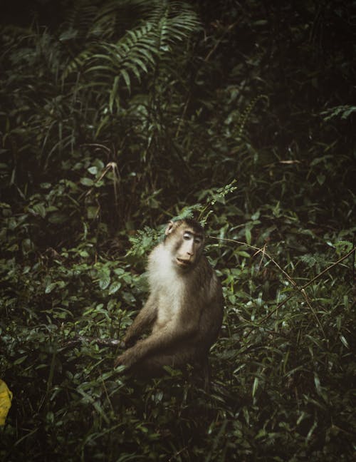 A Monkey Sitting on Green Plants