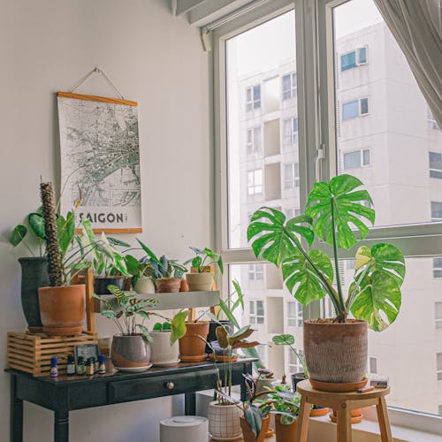Variety of Green Potted Plants In A Room