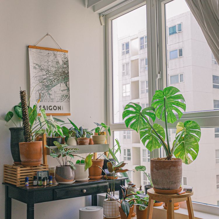 有关#greenscape, #室内, 公寓生活, 城市丛林, 城市公寓, 城市园艺, 城市生活, 客廳, 室內植物, 室內設計, 室内植物 ...