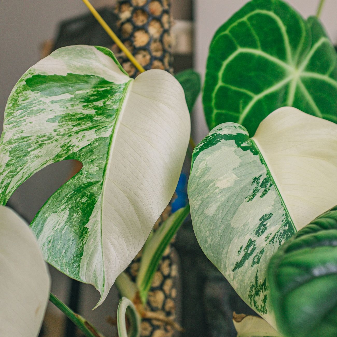 taking variegated plant cuttings