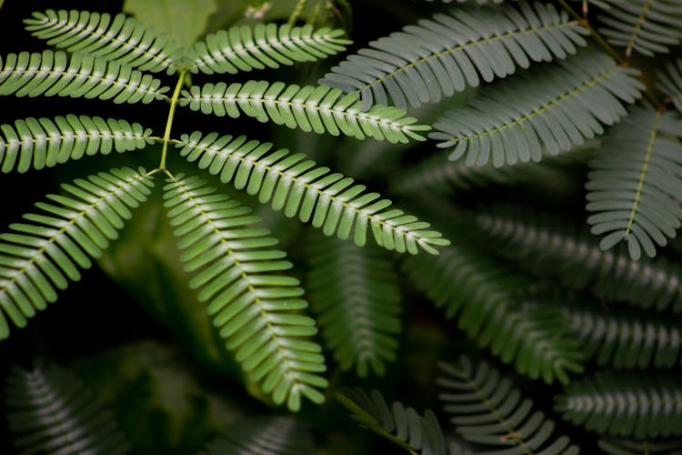 Green Mimosa Plant In Close-up Shot