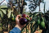 Person Holding Red and Green Fruit