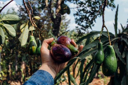 在户外果园，一只手拿着五颜六色的鳄梨，进行特写拍摄
