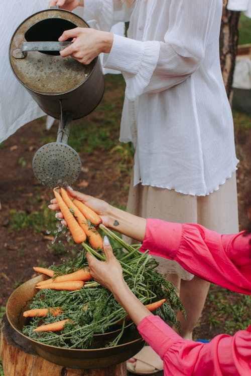Person Holding Carrots