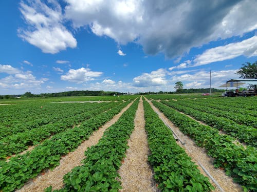 Ingyenes stockfotó földművelés, mezőgazdaság, mezőgazdasági területen témában Stockfotó