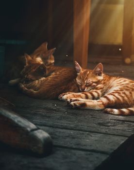 室内，一只姜黄色的小猫在温暖的阳光下安静地睡着