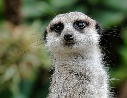 Foto d'estoc gratuïta de suricata