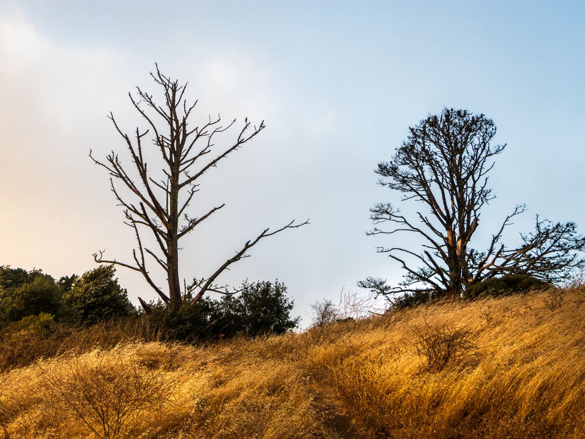 Gaia Tree LLC 2