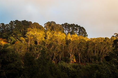 Gratis stockfoto met achtergrond, bomen, Bos