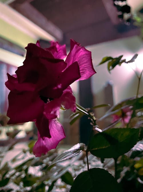 Darmowe zdjęcie z galerii z czerwona róża, kwiat