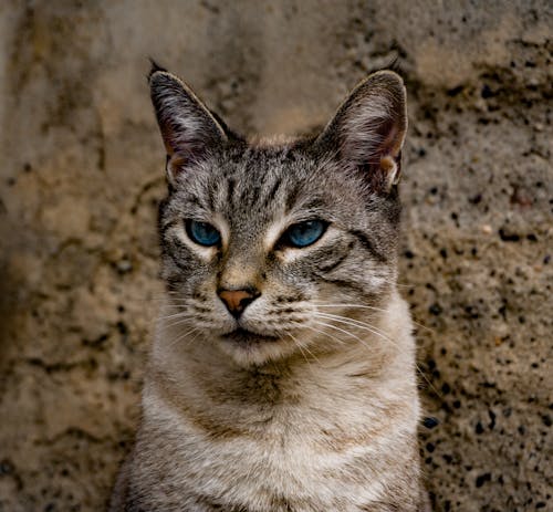 Animal Photography of a Cat with Blue Eyes 