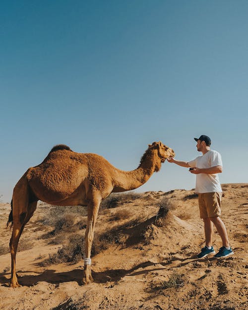 A Man in White Shirt Standing Beside Brown Camel