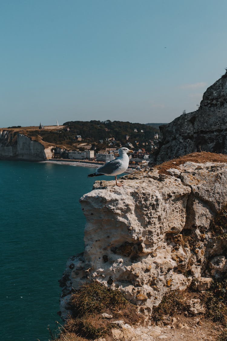 A Bird On A Big Rock